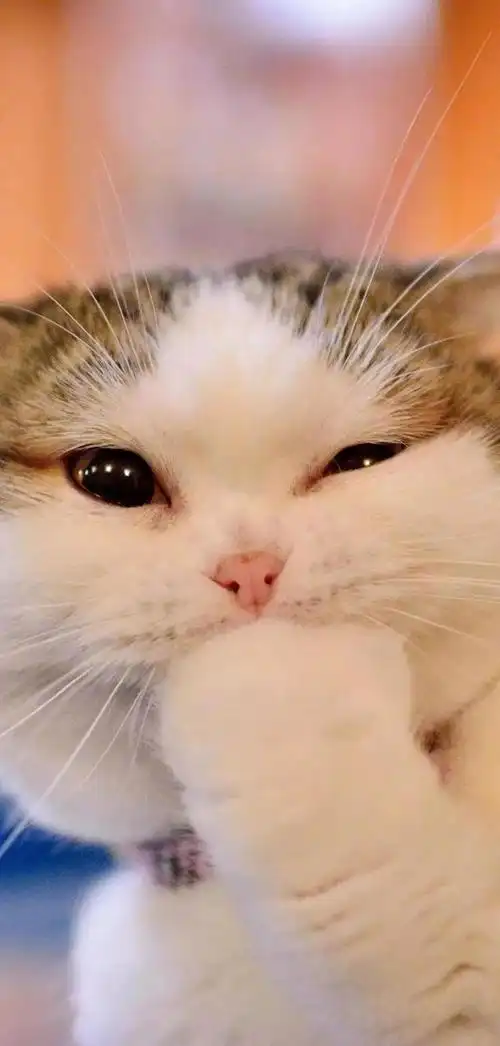 温暖治愈系卡通图片(壁纸丨高清全屏萌萌的动物壁纸)