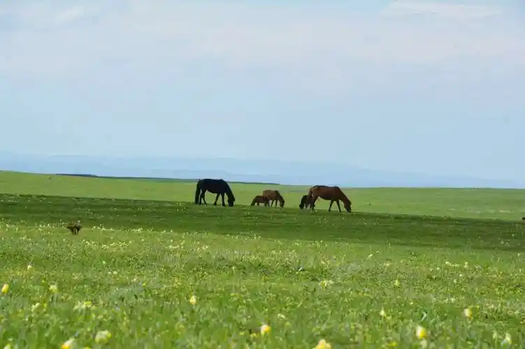 新疆的草原绿了
