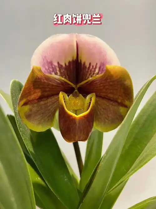 红肉饼兜兰小众年宵花超大花苞成长记