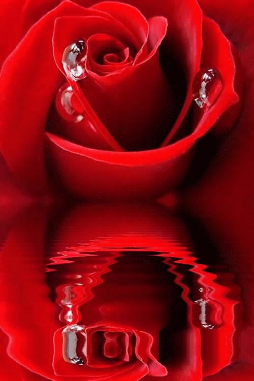 七夕情人节快到了77朵玫瑰送给你越早打开越好