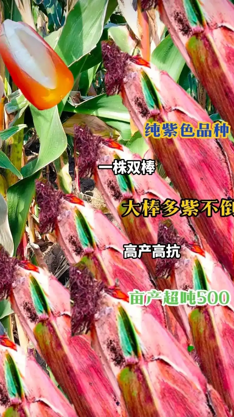 最新国审高产玉米种子 #紫根紫杆高产大棒 #国审矮杆大棒王 - 抖音