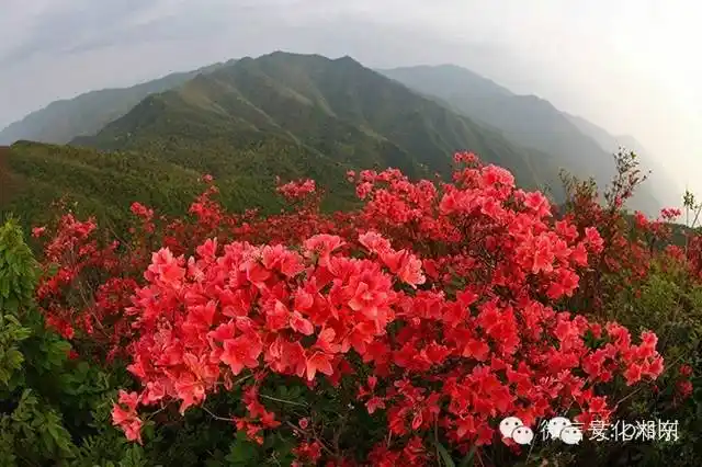 广寒寨乡四八门景区五一数万游客尽赏万亩映山红