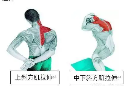 此动作,除了训练背阔肌,也可以用来加强我们的下斜方肌.