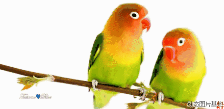 二课福利 | 二课带您免费游湿地鹦鹉园,让孩子在大自然中收获快乐!