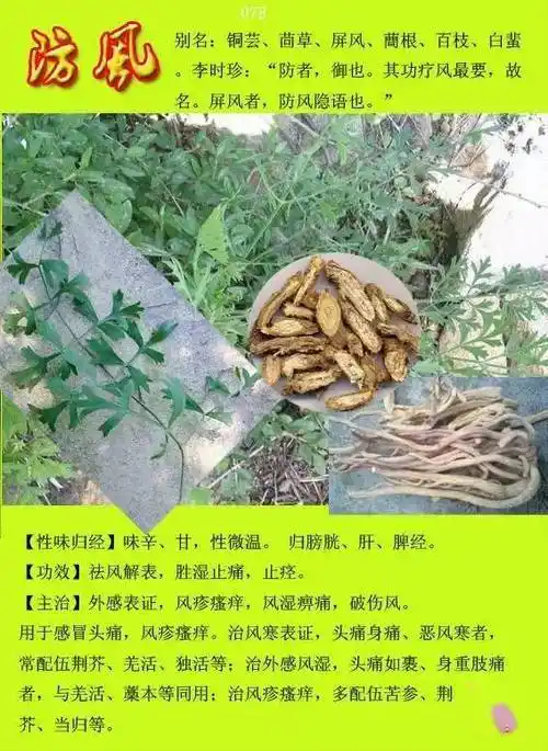 300种常见中草药图谱含功能主治