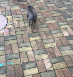 小狗走路一瘸一拐,主人踹了它一脚后,狗接下来的反应网友傻眼了