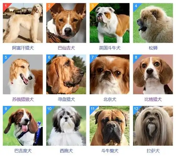 世界犬种智商排名 | 看看家里的小聪明在第几层