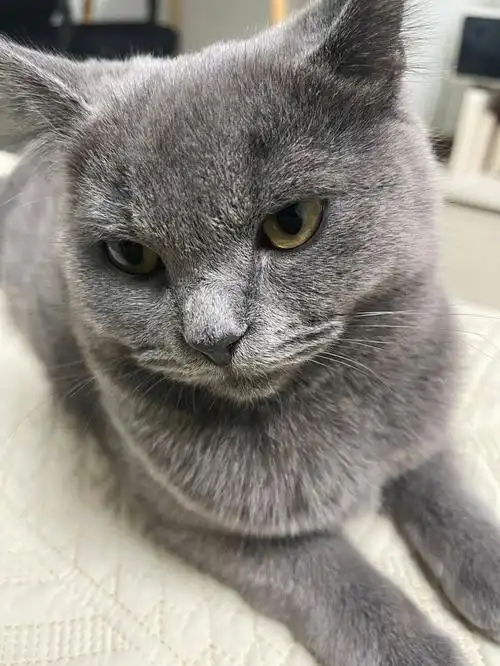 尾巴略长,眼睛颜色略浅,感觉不是很纯啊#英短蓝猫