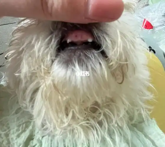 我家三个月的小比熊换了第二颗牙了