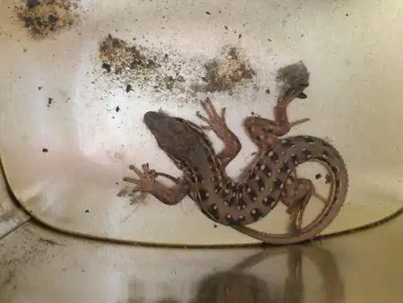 独攀山径去蜿蜒和什么动物有关联 0回答 月丘兔的种子 0回答 什么动物