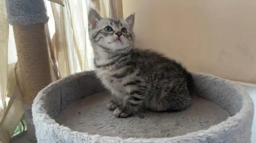 无偿领养小喵咪美短小串