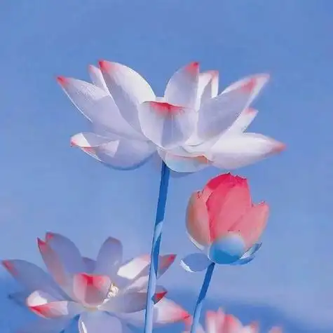 荷莲花微信好看头像图片 最美荷花微信头像