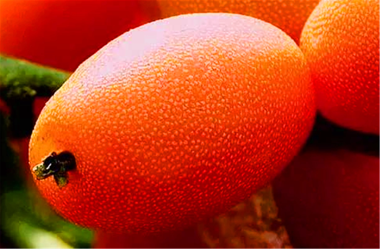 云南10大怪异水果,你敢说你都见过吗,真的太稀奇了!