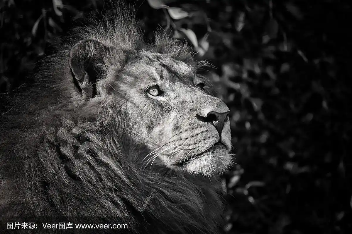 强壮的狮子,黑白相间