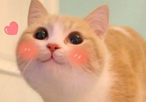 撒娇萌猫咪好看图片_又萌又有趣喵星人_可爱图片_精品库