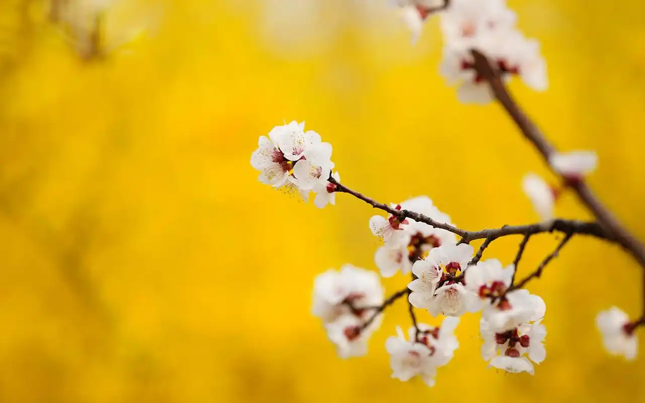 唯美纯白杏花小清新高清桌面壁纸