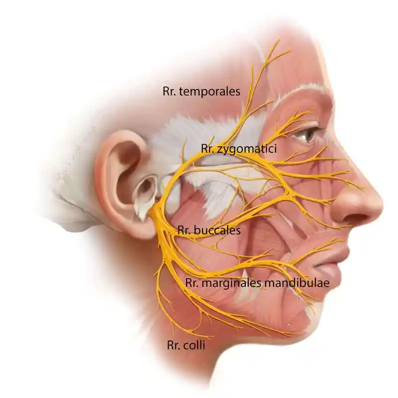 走行在面神经管内的面神经及其分支
