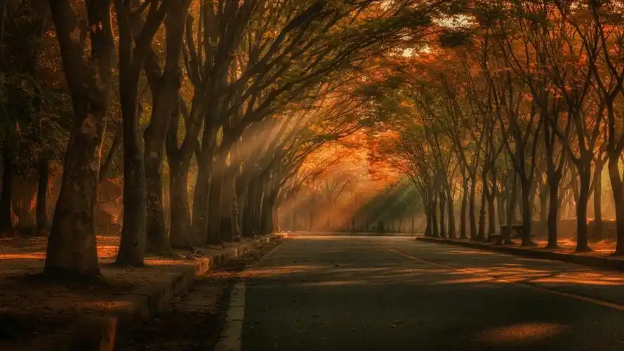 阳光射过树林照到道路上意境图片-风景壁纸 - 壁纸家