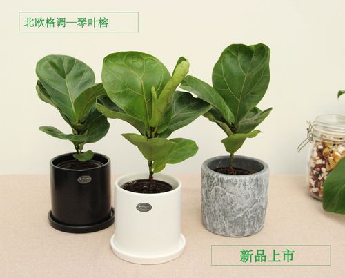 琴叶榕盆栽大叶子植物吸甲醛美观好养植物绿植_7折现价35元