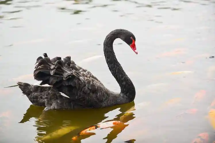 盈江黑天鹅养殖场出售各种规格黑天鹅附带引种证明欢迎合作