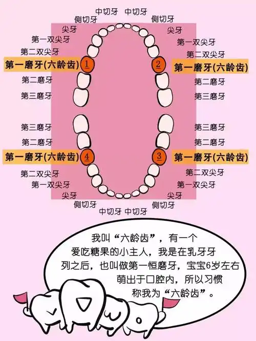 六龄齿是哪颗牙图片(六龄齿可不是乳牙) - 赤虎壹号