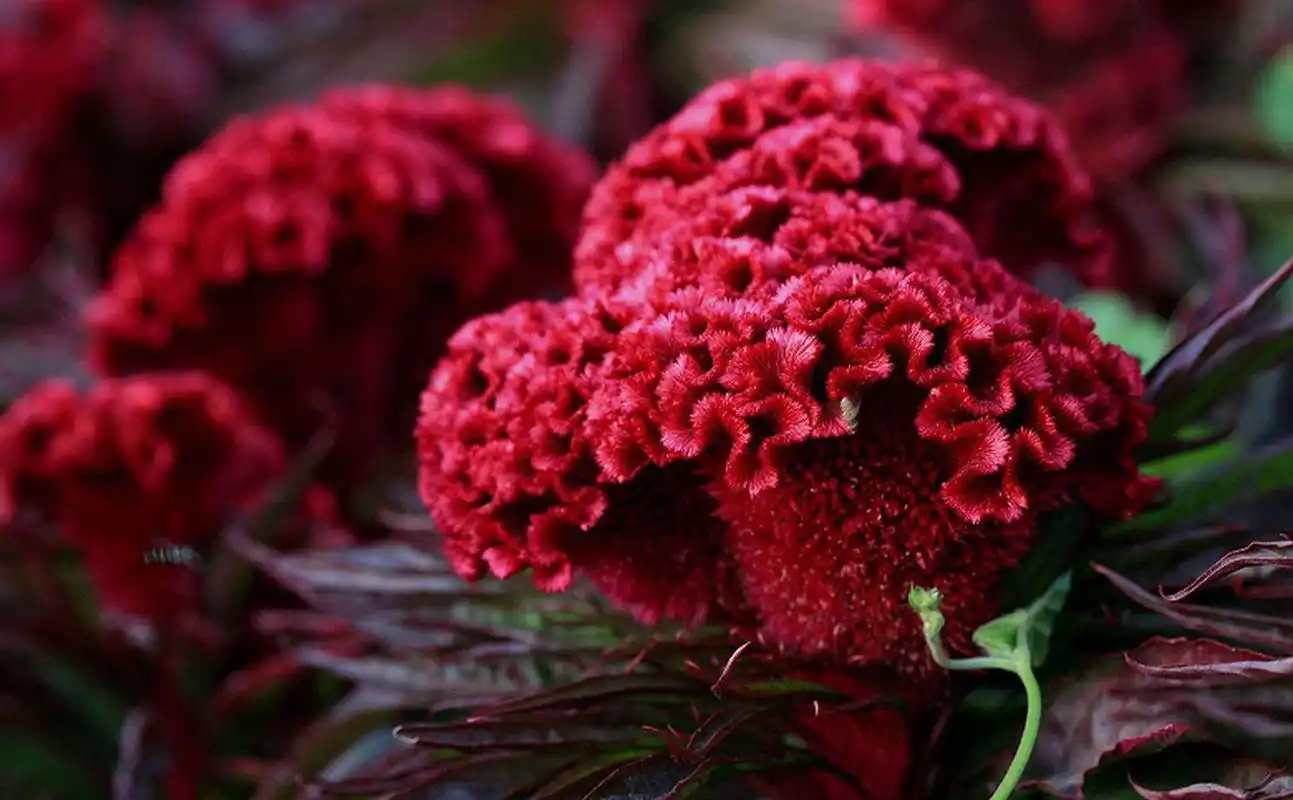 属鸡的人开运植物凤仙花,鸡冠花带给属鸡的人幸运的植物庞大的观叶