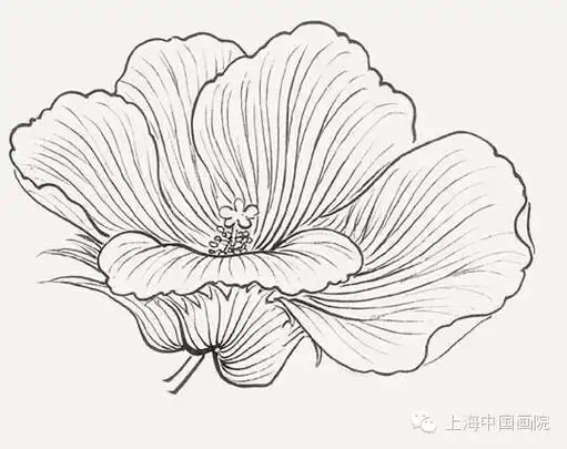 芙蓉花的简笔画