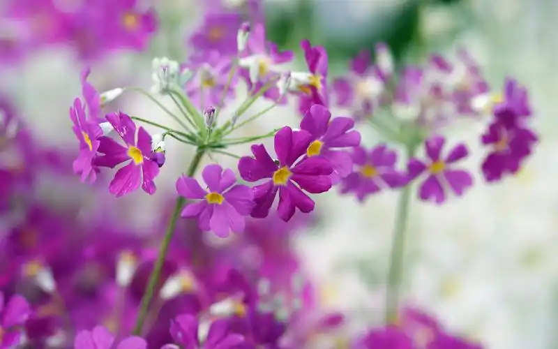 报春花美丽大自然风景桌面壁纸
