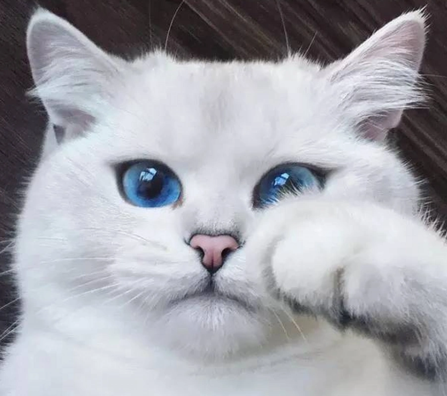 全球"颜值"最高的6只猫,第1只自带眼线,最后1只美出天际