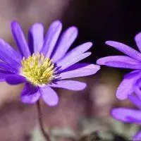 好看紫色淡雅唯美图片做头像_微信头像图片大全