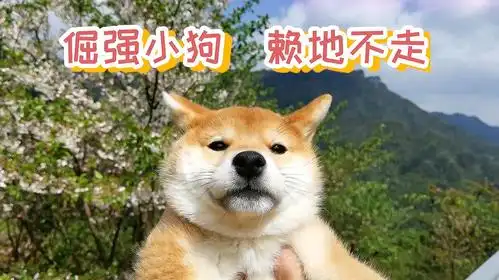 如此倔强的小柴犬,说不走就不走,我的内心是崩溃的