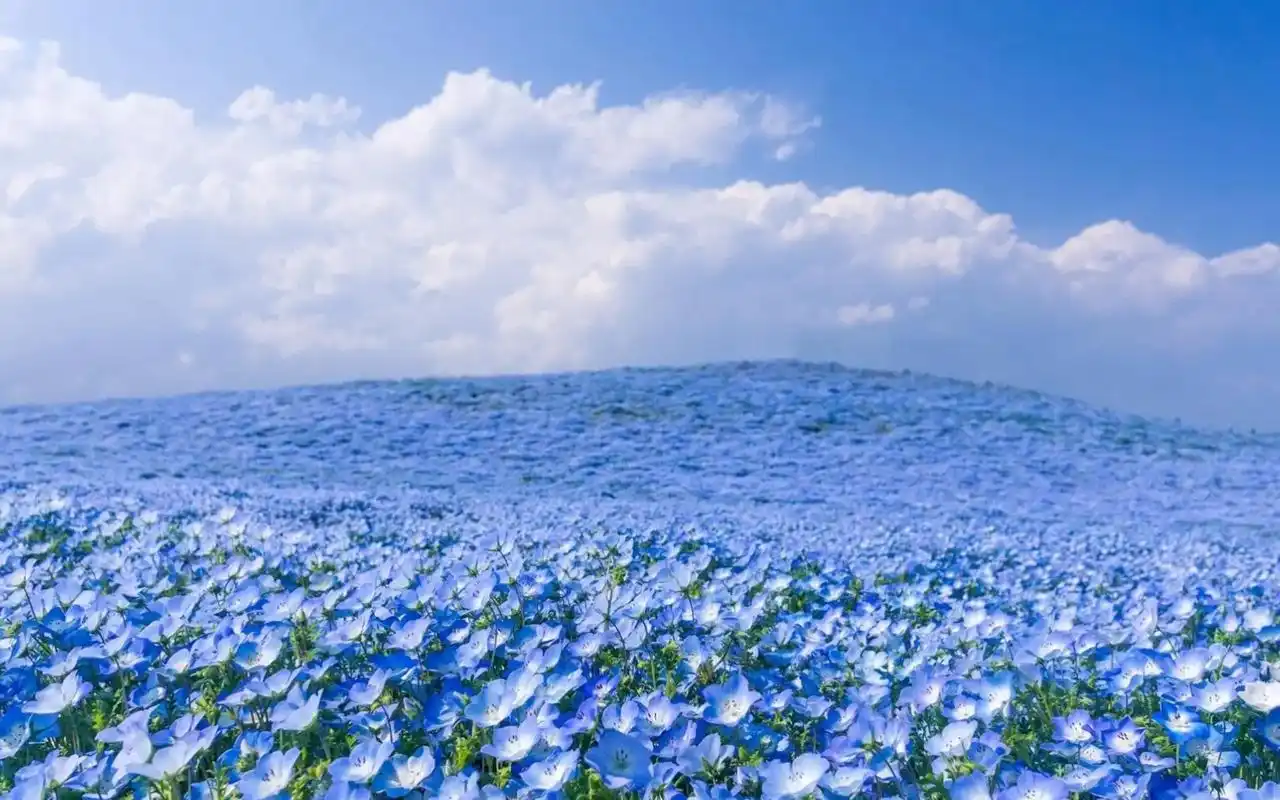 花海的浪漫,神话的唯美,所谓的美丽的邂逅,也许只是童话对世人 - 抖音