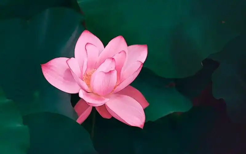 唯美荷塘荷花高清桌面壁纸