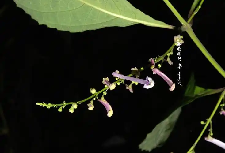 p> b>毛萼香茶菜 /b>(学名: b> i>rabdosia eriocalyx /i> /b>),为
