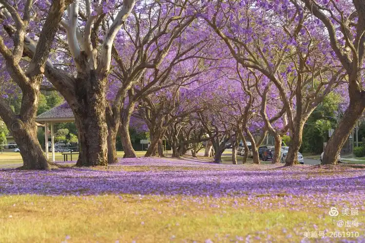 与花共舞 (客居布里斯班～有缘蓝花楹)