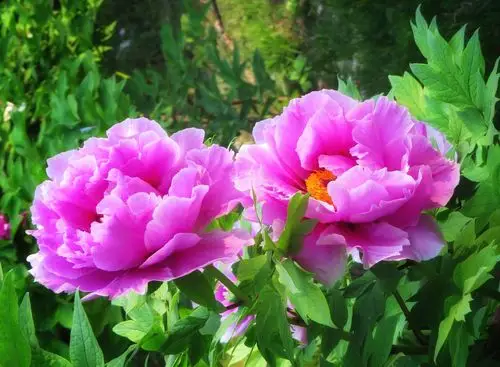 唯有牡丹真国色,花开时节动京城. - 美篇