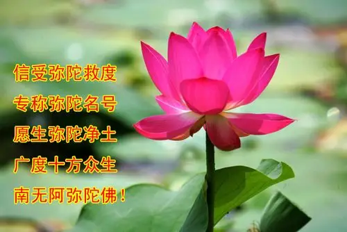 花开见佛悟无生,不退菩萨为伴侣.
