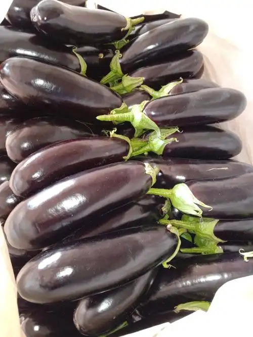 供应大厅  蔬菜 茄子