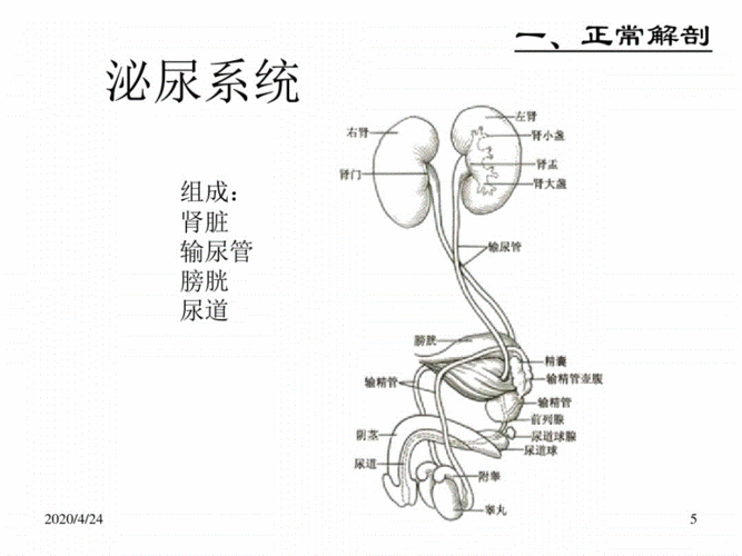 超声学-泌尿系生殖超声.pdf 90页