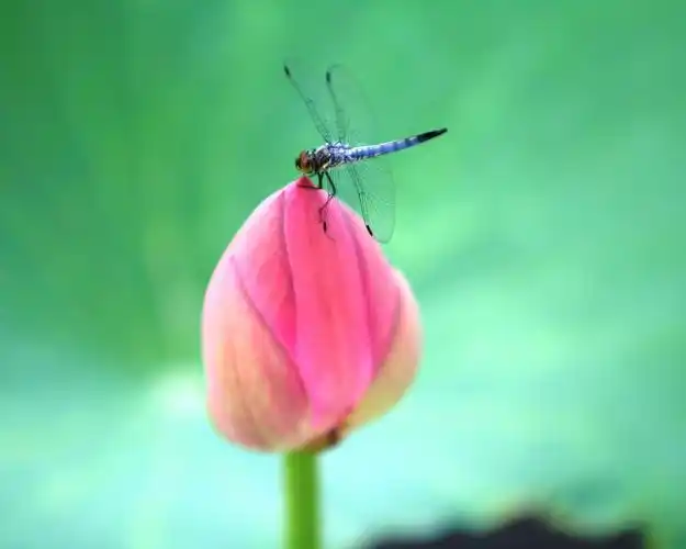 荷花苞上的蜻蜓壁纸