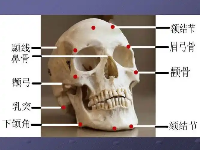 艺用人体解剖学2 骨骼-头部ppt