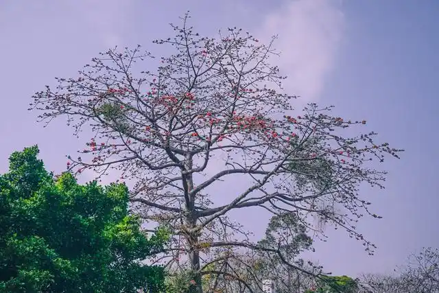 越秀山红了广州迎来木棉花盛放的季节惊现半里飞红惊火树