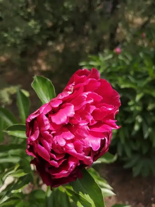 其它 芍药花 写美篇芍药花, 是草本,花朵大,而且色彩鲜艳,真有貌似