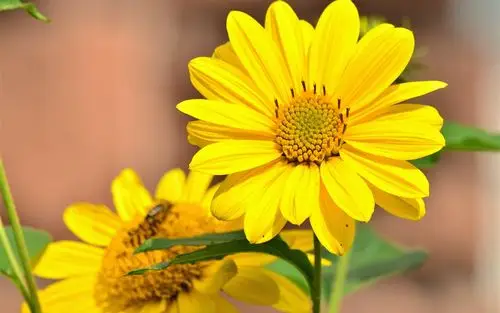 向日葵,黄色的花瓣,夏天 iphone 壁纸