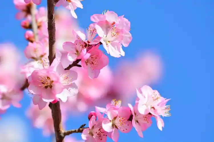 粉色的山桃花娇艳动人