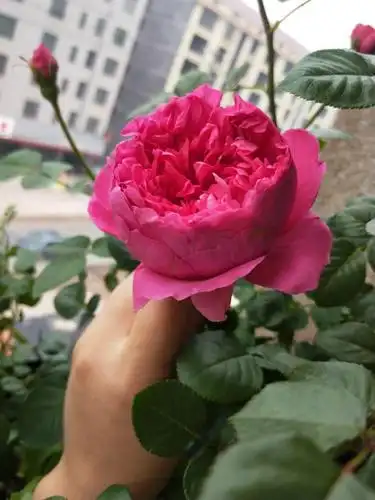 掉马甲现场余晖蔻丹