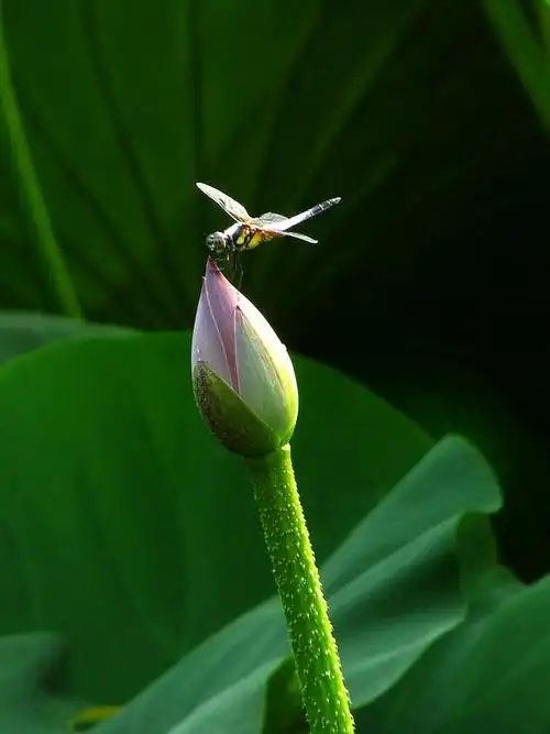 荷花 蜻蜓