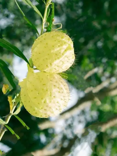 64天花材学名唐棉别名气球果