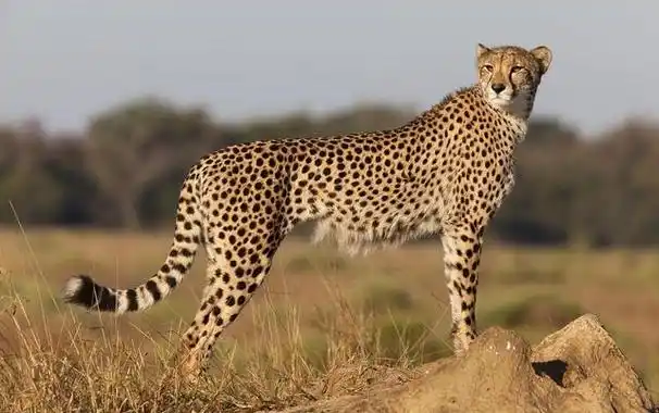 猎豹属(猎豹刷机官网下载安装)-帝国百科