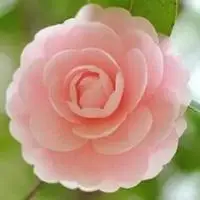 女生花朵头像大全 适合女人的花朵头像_微信头像图片大全